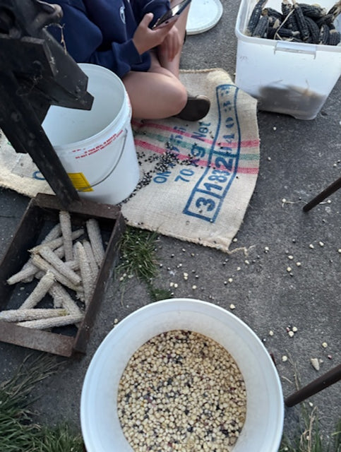 Growing guide: Kaanga seed