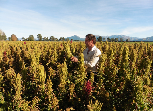 Canterbury Quinoa