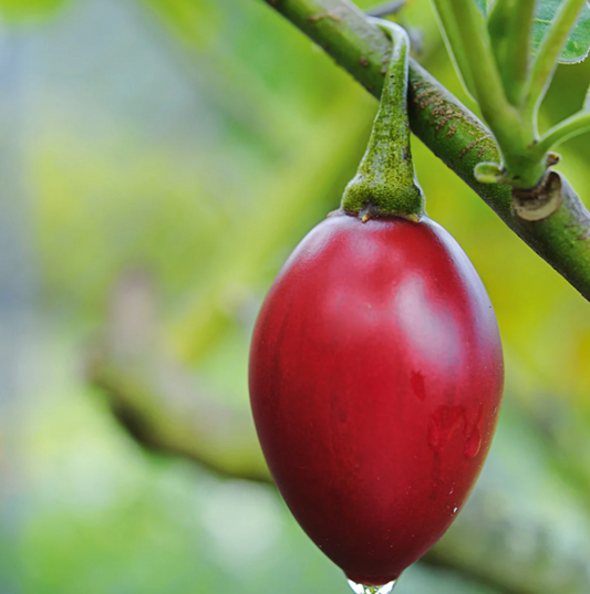 Tamarillo Chutney