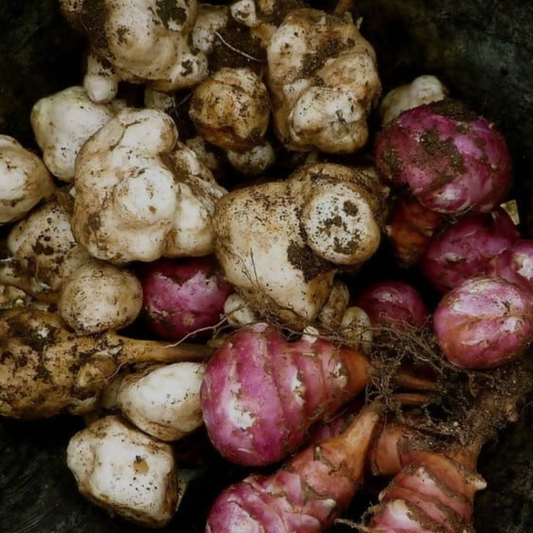 Jerusalem Artichokes