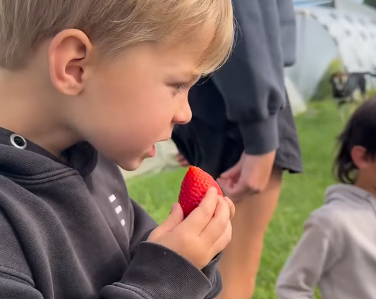 Strawberries